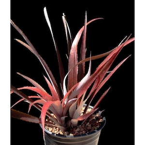 Cryptbergia 'Red Burst' Bromeliad levande växt, Cryptbergia Rubra exotisk hybrid, lättskött klumpig krukväxt offset pup
