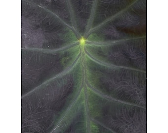 Gesundes schwarzes Elefantenohr Colocasia Black Magic Lebende Pflanzenrhizom