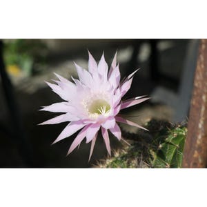 Echinopsis oxygona - Etsy 日本