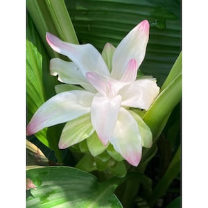 Planta viva de cúrcuma (Curcuma longa), plantones de jengibre perenne comestible, planta de interior tropical