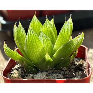 Haworthia cooperi Live Succulent in 2 Inch Pot, Translucent Window Plant, Unique Indoor Office Decor Garden Gift, Potted Houseplant