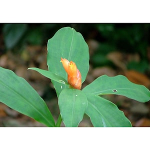 May include: A vibrant orange ginger flower bud emerging from the center of a cluster of broad, smooth, green leaves. The plant features a central stalk with a pointed, waxy orange bloom surrounded by several large, oval-shaped green foliage.