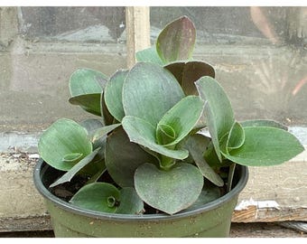 Dragon Tail Callisia Congesta Live Rosette Starter Plug Trailing Succulent