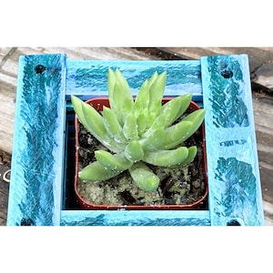 May include: A light green succulent plant with pointed leaves sits in a square brown plastic pot. The pot is nested inside a square frame constructed from four pieces of light blue painted wood with a distressed, textured finish.