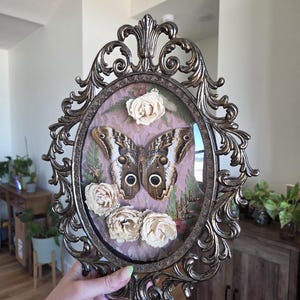 May include: An oval wall hanging featuring a preserved owl butterfly with brown, tan, and black wing patterns. The butterfly is centered on a pink textured background, surrounded by four cream-colored dried roses and green fern leaves in a bronze frame.