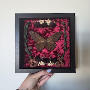 May include: A square black shadow box frame containing a large brown moth specimen centered on a deep red crushed velvet background. The moth is surrounded by dark green foliage, small dark red fabric roses, and clusters of tiny cream-colored flowers.