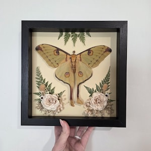 May include: A large pale yellow moth with brown eye-spot markings on its wings is displayed inside a square black frame. The moth is surrounded by dried green fern fronds, small white flowers, and two pale pink roses on a cream background.