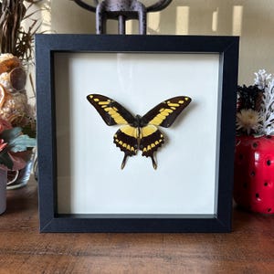 Swallowtail butterfly, Gallery wall, Gifts for mom, Wall decor, Shadowbox art, Entomology, Unique gifts, Insect art, Entomology, Bug art