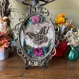 Cecropia moth, Home decor, Entomology, Curiosities, Insects, Shadowbox, Insect art, Special gifts, Unique gifts, Gallery wall, Italian frame