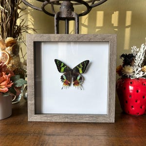 Sunset moth, Gallery wall, Home decor, Wall decor, Table decor, Shadowbox art, Entomology, Unique gifts, Insect art, Entomology