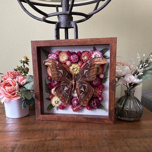 Framed Atlas moth, Wall decor, Home decor, Entomology, Curiosities, Insects, Shadowbox, Shadow box, Insect art, Special gifts, Unique gifts