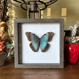 Morpho butterfly, Gallery wall, Gifts for sister, Gifts for mom, Wall decor, Shadowbox art, Entomology, Unique gifts, Insect art, Entomology