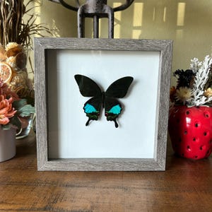 Butterfly, Gallery wall, Gifts for sister, Gifts for mom, Wall decor, Shadowbox art, Entomology, Unique gifts, Insect art, Entomology