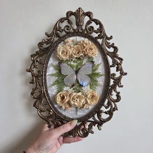 May include: An oval wall hanging featuring a blue butterfly specimen centred on a white textured background, surrounded by dried beige roses and green fern leaves, all encased in an ornate, dark bronze-coloured metal frame with scrollwork.