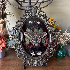 Cecropia moth, Home decor, Entomology, Curiosities, Insects, Shadowbox, Insect art, Special gifts, Unique gifts, Gallery wall, Wall decor