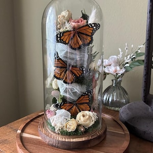 Glass dome, Cloche, Home decor, Curiosities, Oddities, Special gifts, Unique gifts, Insect art, Entomology