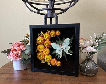 Luna moth, Wall decor, Home decor, Entomology, Curiosities, Insects, Shadowbox, Shadow box, Insect art, Special gifts, Unique gifts