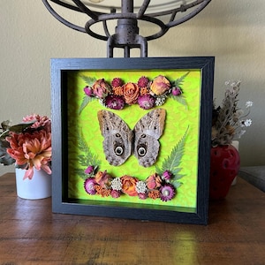 Owl butterfly, Wall decor, Home decor, Entomology, Curiosities, Oddities, Insects, Shadowbox, Insect art, Unique gifts, Gifts for her