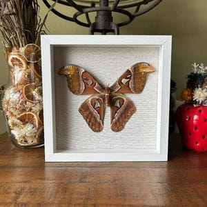 Atlas moth, Wall decor, Home decor, Entomology, Curiosities, Oddities, Insects, Shadow box, Insect art, Art, Unique gifts, Table decor