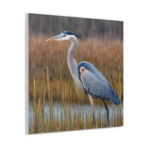 Impressão de parede de garça azul com pássaro de garça Impressão em tela com pássaros amarelos Decoração da natureza Corredor Quarto Banheiro Impressão Presente para amante de pássaros de garça