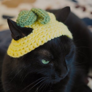 Chapeau Chat Citron Lemon Cat Hat image 1