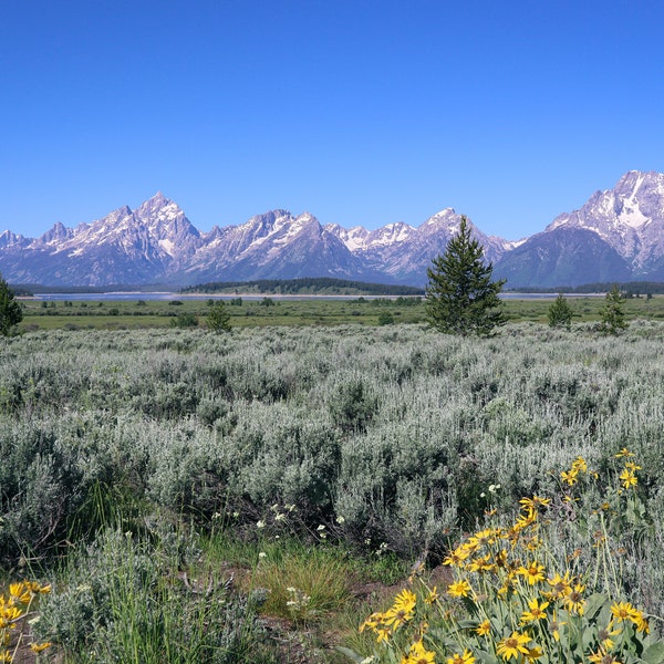 Grand Teton Wildflowers