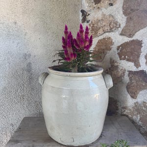 Puede incluir: Una gran maceta de cerámica blanquecina con dos asas, que contiene una planta vibrante con flores magenta y plumosas. La maceta está sobre una mesa de madera desgastada, con una pared de piedra texturizada al fondo. La planta mide unos 30 cm de altura.