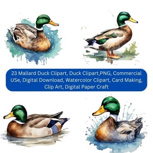 23 Mallard Duck Clipart, Duck Clipart, PNG, Commercial USe, Digital Download, Watercolor Clipart, Card Making, Clip Art, Digital Paper Craft