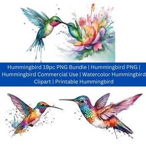 Hummingbird 19 images in PNG | Hummingbird PNG | Hummingbird Commercial Use | Watercolor Hummingbird Clipart | Printable Hummingbird