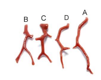 Natural Italian Red Coral Stick: Polished Gemstone Branch (77MM Length)