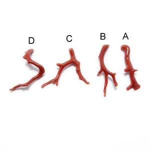 Pu&ograve; includere: Quattro pezzi di corallo rosso, etichettati A, B, C e D, su uno sfondo bianco.