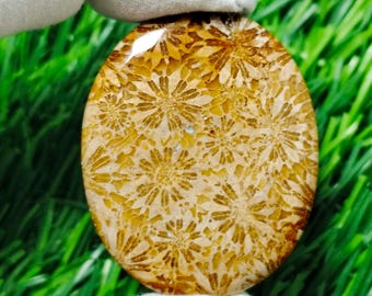 Fossil Coral Oval Cabochon for Jewelry