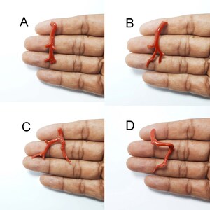 Pu&ograve; includere: L'immagine mostra quattro pezzi di corallo rosso, etichettati A, B, C e D. Ogni pezzo &egrave; tenuto in una mano, con il ramo di corallo rivolto verso la fotocamera.