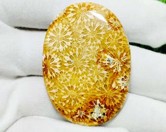 Oval Fossil Coral Cabochon for Jewelry