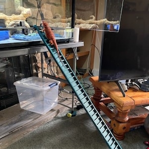 3D Printed Bearded Dragon Ramp Ladder (sold in Sections): Reptile ...