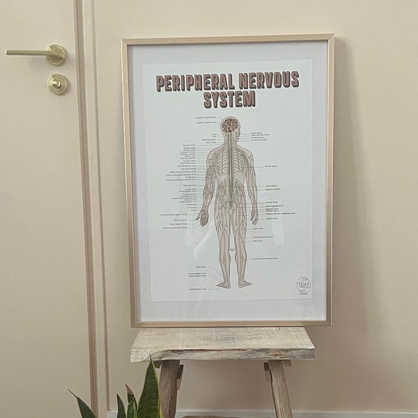 Peripheral Nervous System Illustration - Medical Anatomy Art - Wall Print Science and Health - Office Decor