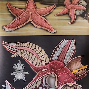 Può includere: Poster educativo vintage con illustrazioni dettagliate dell'anatomia delle stelle marine. Il poster mostra stelle marine in varie viste, tra cui una sezione trasversale, con una tavolozza di colori rosso, beige e nero. Il poster è montato su un'asta di legno.