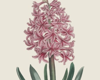 Printable antique Botanical wall art, Antique Hyacinth print, Flora and Fauna, vintage wall art, Antique floral wall art, Digital download.