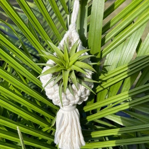 Pode incluir: Uma pequena planta aérea verde e pontiaguda inserida num suporte de macramé cor de creme. O suporte apresenta padrões intrincados de corda atada, um anel de madeira no topo para suspensão e uma borla de franjas decorativa na base.