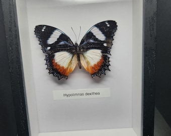 Real Framed Butterfly 5x7 Shadow Box