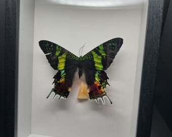 Real Framed Sun Moth with Crystal 5x7 Shadow Box