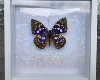 Framed Real  Butterfly 8 x 8