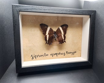 Real Framed Butterfly in 5 x 7 Shadow Box