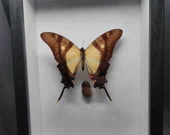 Real Framed Butterfly with Crystal in 5 x 7 Shadow Box