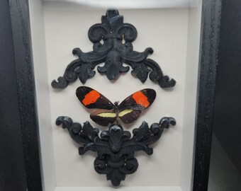 Real Framed Butterfly in 5 x 7 Shadow Box with Hand Painted Accents