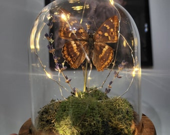 Real Butterfly with Fairy Lights and Lavender in Glass Cloche Dome