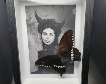 Real Framed Butterfly in 5 x 7 Shadow Box with Spooky Photo