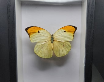 Real Framed Butterfly 5x7 Shadow Box