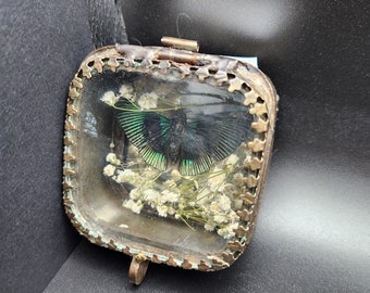 Real  Butterfly with Dried Flowers in Vintage Display Box