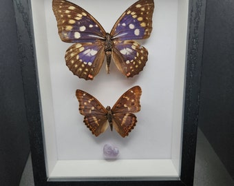 2 Real Framed Butterflies with Crystal 5x7 Shadow Box